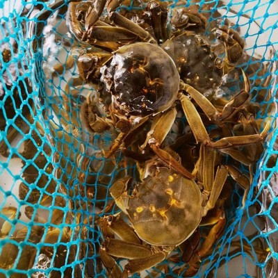 活蟹大闸蟹 鲜活新鲜 现货特大河蟹水产湖蟹 谷垛农业图2