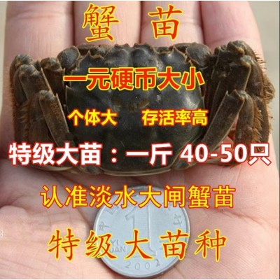 新之耀 正宗大闸蟹幼苗 淡水螃蟹 中华绒螯蟹苗 鲜活水产 全国可发图2