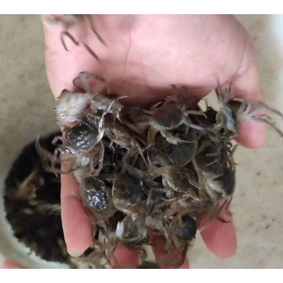 新之耀 正宗大闸蟹幼苗 淡水螃蟹 中华绒螯蟹苗 鲜活水产 全国可发图3