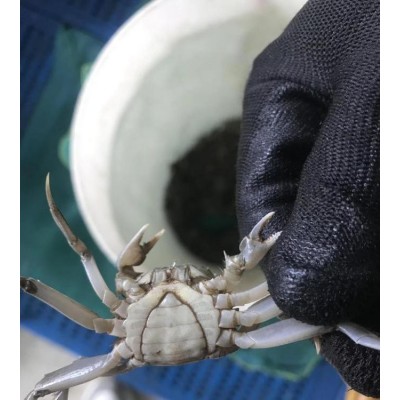 新之耀 正宗大闸蟹幼苗 淡水螃蟹 中华绒螯蟹苗 鲜活水产 全国可发图4