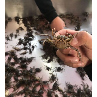 新之耀 正宗大闸蟹幼苗 淡水螃蟹 中华绒螯蟹苗 鲜活水产 全国可发图5