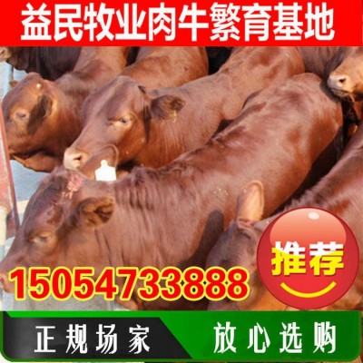 活牛交易市场促销南方大小黄牛苗价格传授鲁西黄肉牛犊养殖技术图3