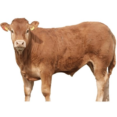 活牛交易市场促销南方大小黄牛苗价格传授鲁西黄肉牛犊养殖技术图4