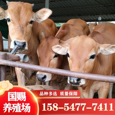 改良肉牛苗 杂交肉牛犊纯种鲁西黄牛改良牛犊活体 鲁西黄牛小牛苗图2