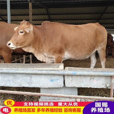 改良肉牛苗 杂交肉牛犊纯种鲁西黄牛改良牛犊活体 鲁西黄牛小牛苗图4