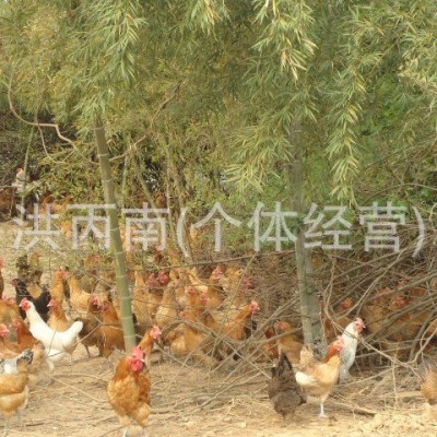 常年供应麻羽绿壳蛋鸡苗 绿壳鸡苗 绿壳蛋土鸡苗 小种土鸡苗图4