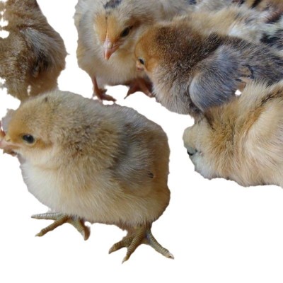 常年供应麻羽绿壳蛋鸡苗 绿壳鸡苗 绿壳蛋土鸡苗 小种土鸡苗图5