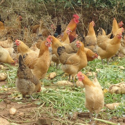 常年供应麻羽绿壳蛋鸡苗 绿壳鸡苗 绿壳蛋土鸡苗 小种土鸡苗图3