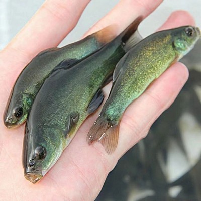 天贵水产丁桂鱼苗半淡水鱼好养活特种鱼苗养殖基地批发淡水小鱼苗图5