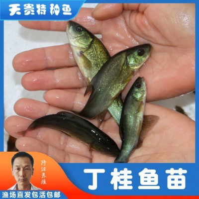 天贵水产丁桂鱼苗半淡水鱼好养活特种鱼苗养殖基地批发淡水小鱼苗图2