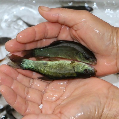 天贵水产丁桂鱼苗半淡水鱼好养活特种鱼苗养殖基地批发淡水小鱼苗图4