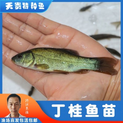 天贵水产丁桂鱼苗半淡水鱼好养活特种鱼苗养殖基地批发淡水小鱼苗图3