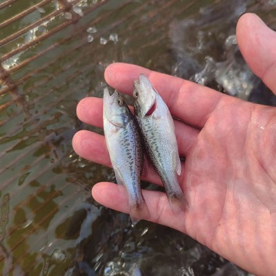 天贵水产养殖淡水加州鲈鱼苗大口黑鲈草春鲈鱼包活渔场直发鱼种苗图5