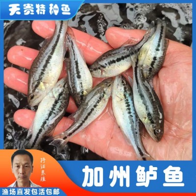 天贵水产养殖淡水加州鲈鱼苗大口黑鲈草春鲈鱼包活渔场直发鱼种苗图2