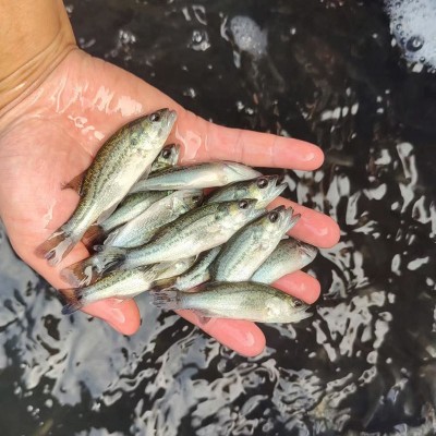 天贵水产养殖淡水加州鲈鱼苗大口黑鲈草春鲈鱼包活渔场直发鱼种苗图3
