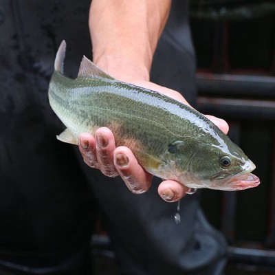 天贵水产养殖淡水加州鲈鱼苗大口黑鲈草春鲈鱼包活渔场直发鱼种苗图4