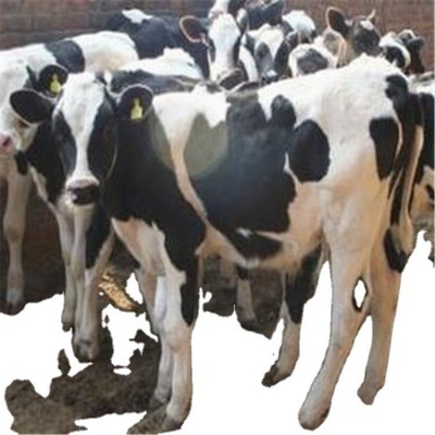 改良肉牛犊价格 鲁西黄牛高产奶牛效益 黑白花奶牛养殖场图5