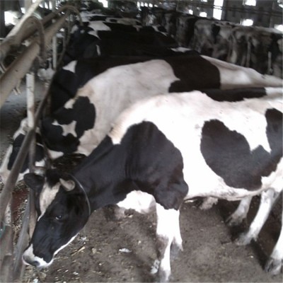 改良肉牛犊价格 鲁西黄牛高产奶牛效益 黑白花奶牛养殖场图2