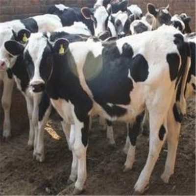 改良肉牛犊价格 鲁西黄牛高产奶牛效益 黑白花奶牛养殖场图3