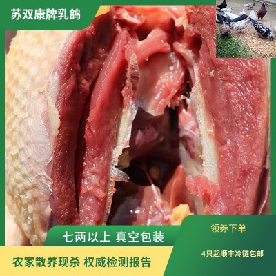 批发苏双康牌冻鸽子肉食用农家散养活体现杀肉鸽子新鲜鸽子肉乳鸽图3