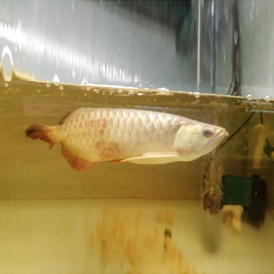 批发刀背银龙鱼活体价格优惠 小辣椒红龙鱼包邮包活图2