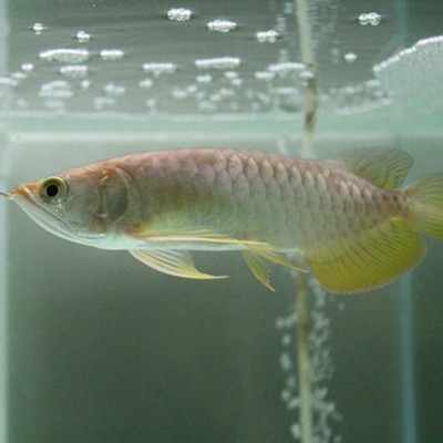 批发刀背银龙鱼活体价格优惠 小辣椒红龙鱼包邮包活图3