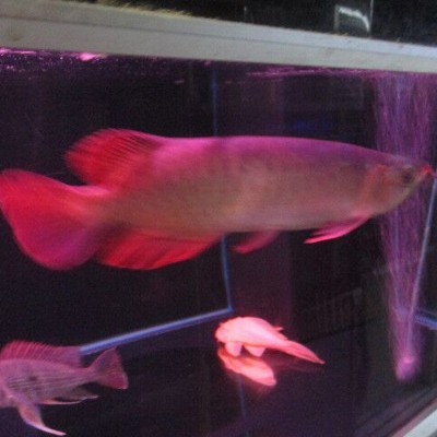 批发刀背银龙鱼活体价格优惠 小辣椒红龙鱼包邮包活图4