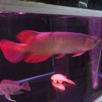 批发刀背银龙鱼活体价格优惠 小辣椒红龙鱼包邮包活图5