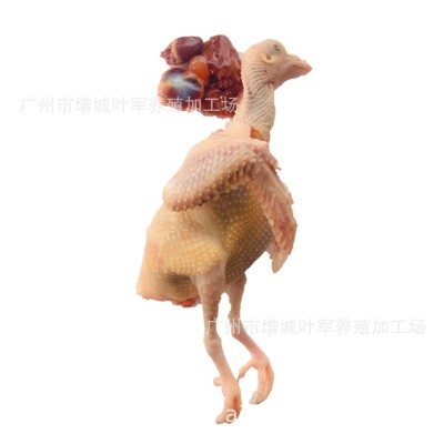 老鸽子优选3-5年老鸽2只起批顺丰包邮图3