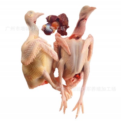 老鸽子优选3-5年老鸽2只起批顺丰包邮图2