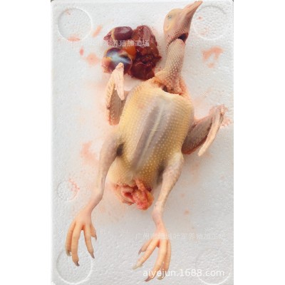 老鸽子优选3-5年老鸽2只起批顺丰包邮图5