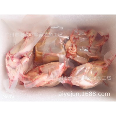 老鸽子优选3-5年老鸽2只起批顺丰包邮图4