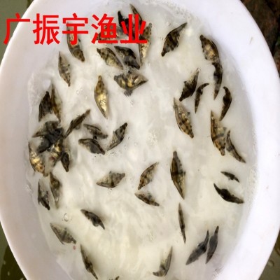 【大量批发】桂花鱼鱼苗 桂花鱼苗 鳜鱼苗 生长快 成活率高图3