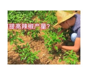 如何提高辣椒的产量？老莫来教你一招，学会了很实用的