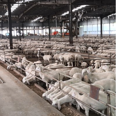 羊 湖羊 纯种湖羊图2