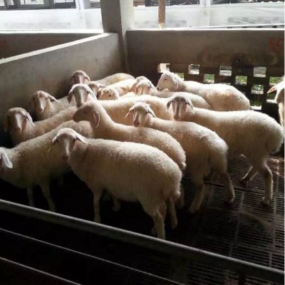 羊 湖羊 纯种湖羊