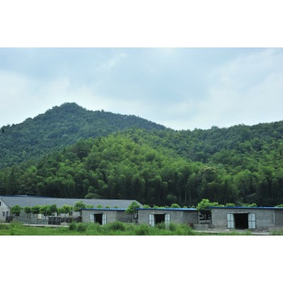 羊 湖羊 纯种湖羊图3