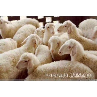 羊 湖羊 纯种湖羊图4