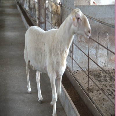 羊 湖羊 纯种湖羊图5