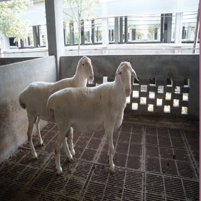 供应优质湖羊种羊图2