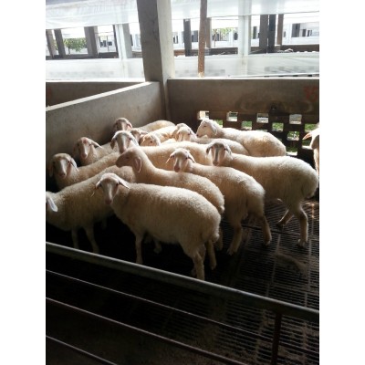 供应优质湖羊种羊图4