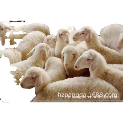 供应优质湖羊种羊图5