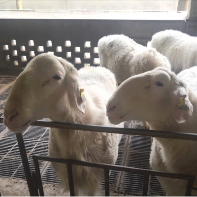 湖羊种羊纯种湖羊图4