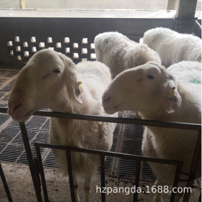 湖羊种羊纯种湖羊图3