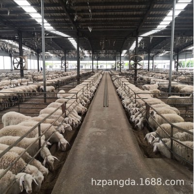 湖羊种羊纯种湖羊图2