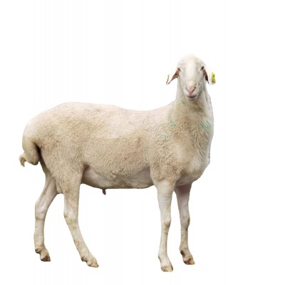 湖羊种羊纯种湖羊图5