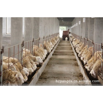 浙江省湖羊原种场 湖羊种羊图2