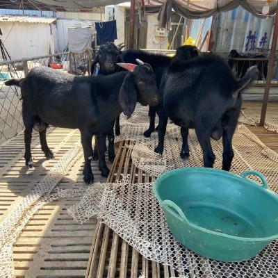 养殖场出售黑山羊母羊苗全国发货种公羊货到付款图2