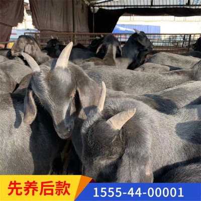 养殖场出售黑山羊母羊苗全国发货种公羊货到付款图4