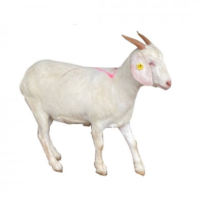 养殖场出售黑山羊母羊苗全国发货种公羊货到付款图5